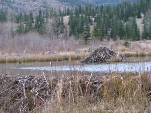 Beaver Pond