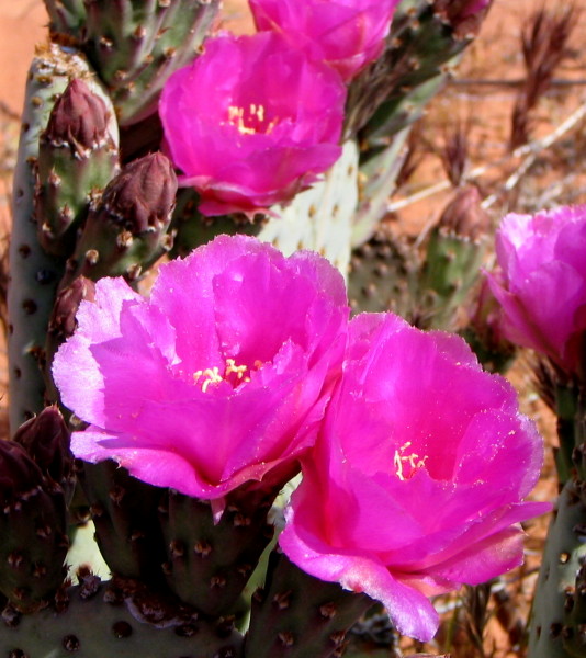 Prickly Pear Cactus