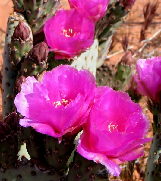 ../Images/a_pricklyPear.jpg
