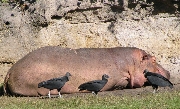 Hippo