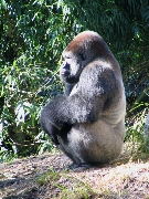 Gorilla