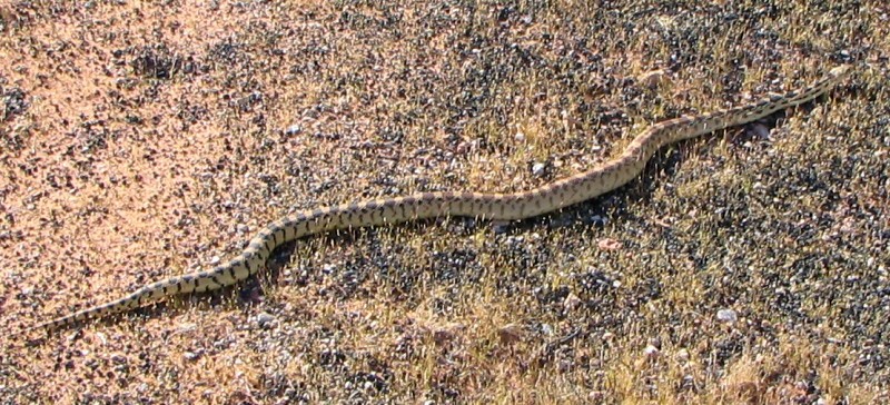 ../Images/u_gopherSnake.jpg